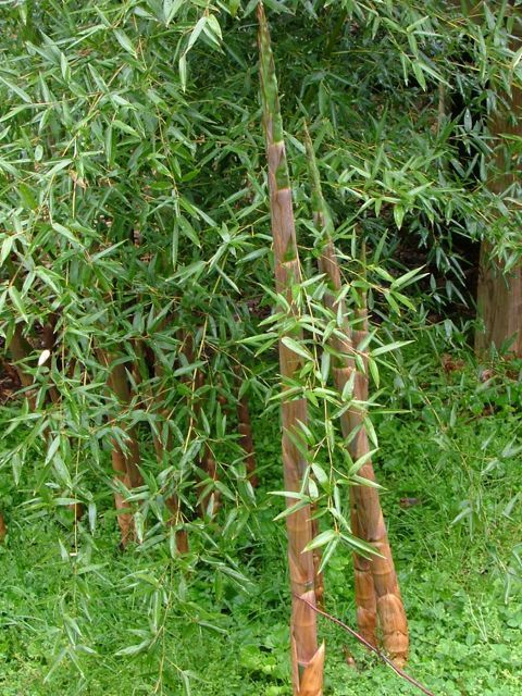 <i> Phyllostachys parvifolia</i> 