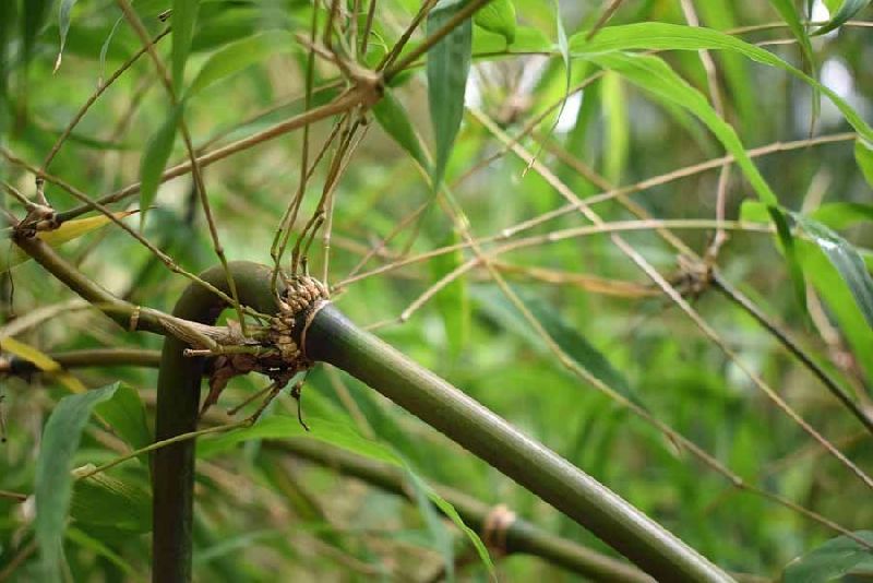 <i> Chusquea pittieri</i> 