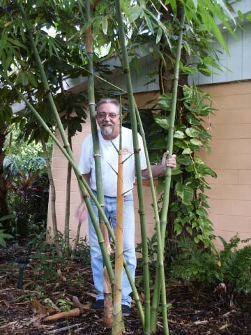 <i> Dendrocalamus yunnanicus</i> 