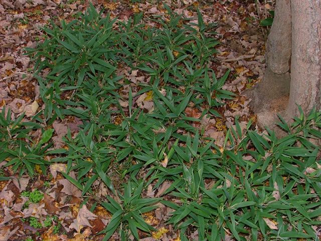 <i> Shibataea lancifolia</i> 