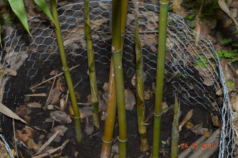 <i> Bambusa dolichomerithalla</i> 'Green stripe'