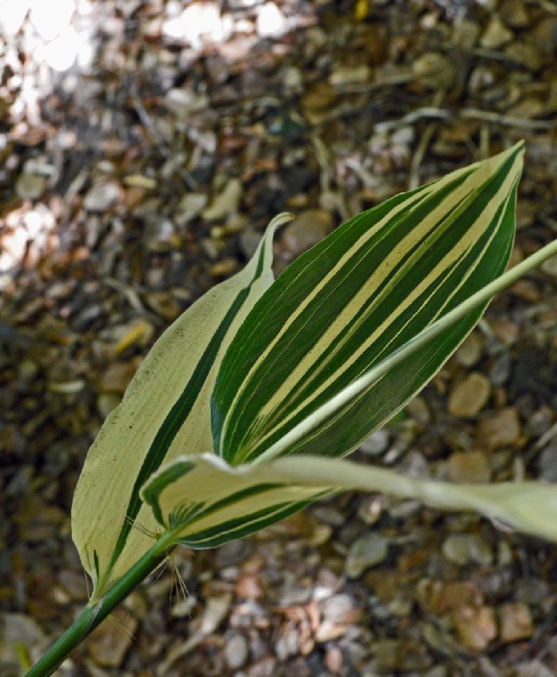 <i> Hibanobambusa tranquillans</i> 'Shiroshima'