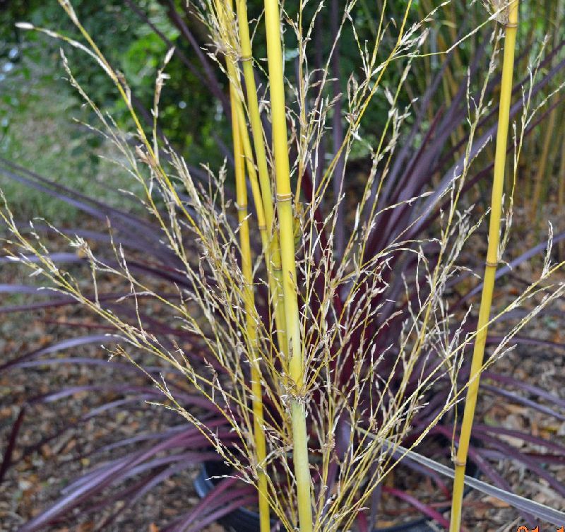 <i> Himalayacalamus hookerianus</i> 