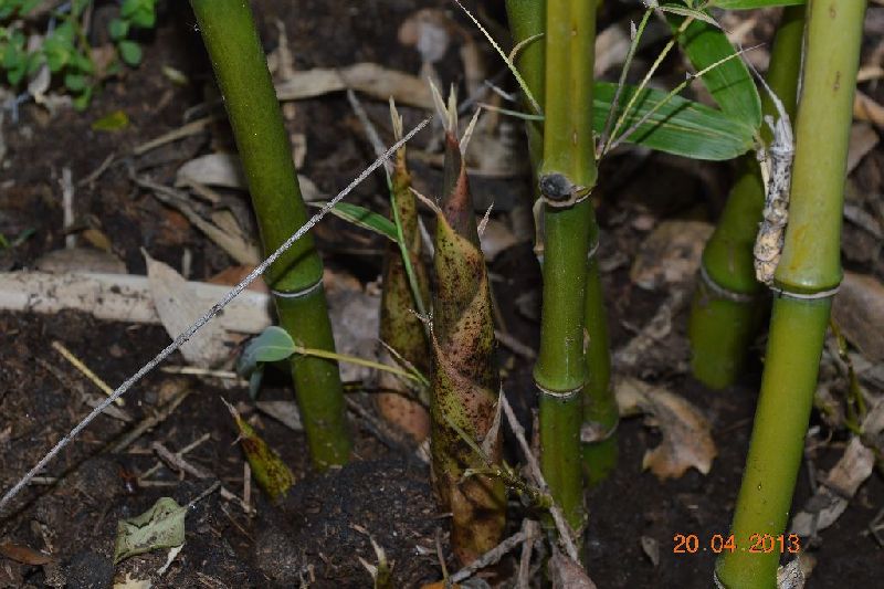 <i> Phyllostachys bambusoides</i> 'Albovariegata'