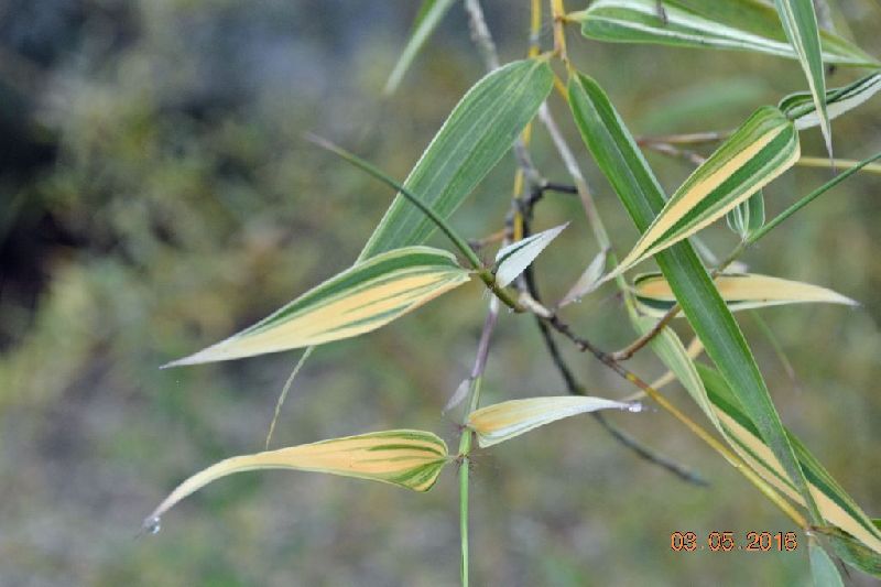 <i> Phyllostachys bambusoides</i> 'Albovariegata'