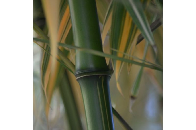 <i> Phyllostachys bambusoides</i> 'Richard Haubrich'
