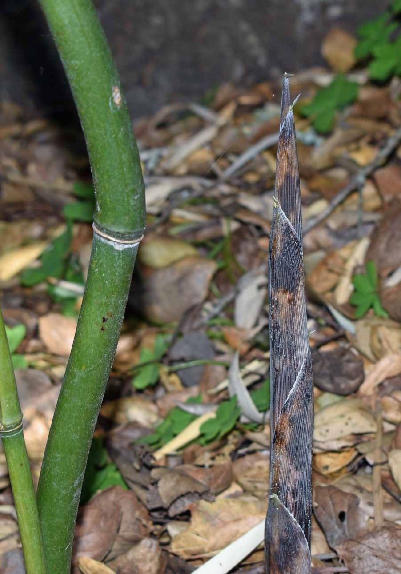 <i> Phyllostachys iridescens</i> 