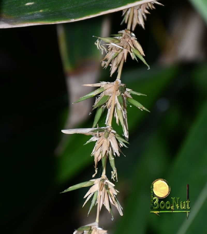 <i> Schizostachyum brachycladum</i> 