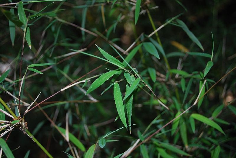 <i> Borinda angustissima</i> 