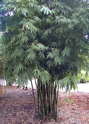 BambooWeb - Bambusa emeiensis 'Viridiflavus' photos and Information pg8