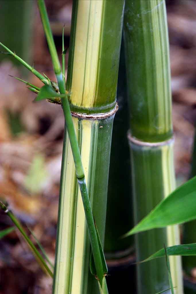 <i> Bambusa tulda</i> 'Striata'