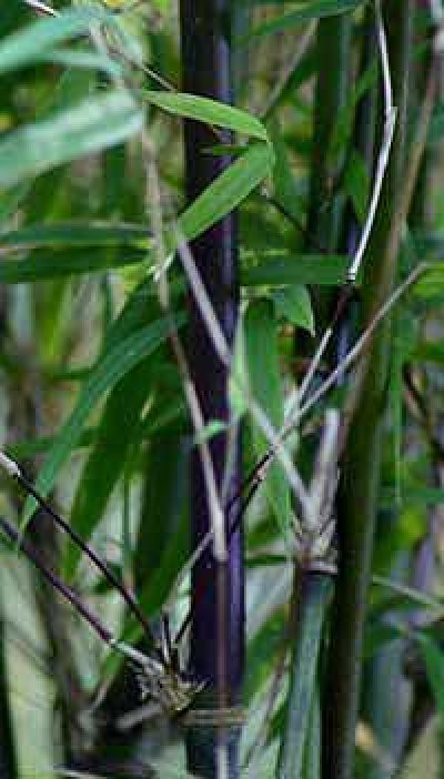 <i> Borinda angustissima</i> 