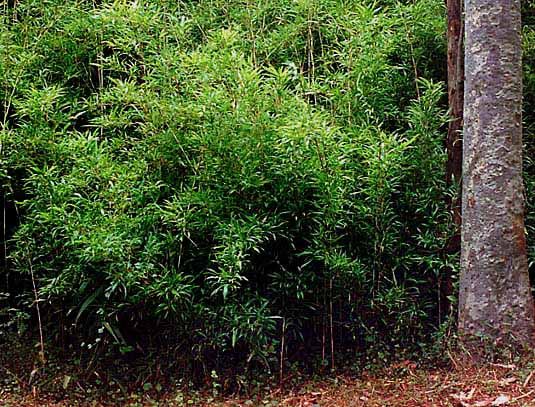 BambooWeb - Chimonobambusa marmorea 'Variegata' photos and Information pg7