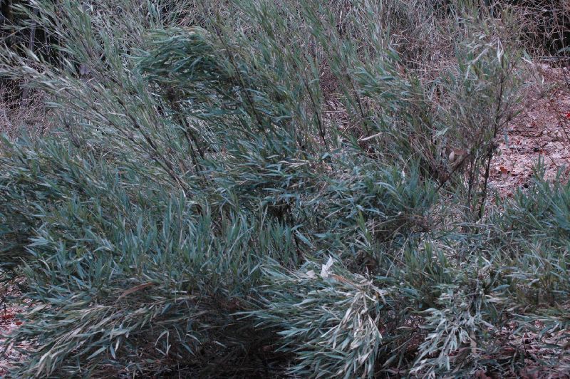 <i> Chusquea andina</i> 'Blue Andes'
