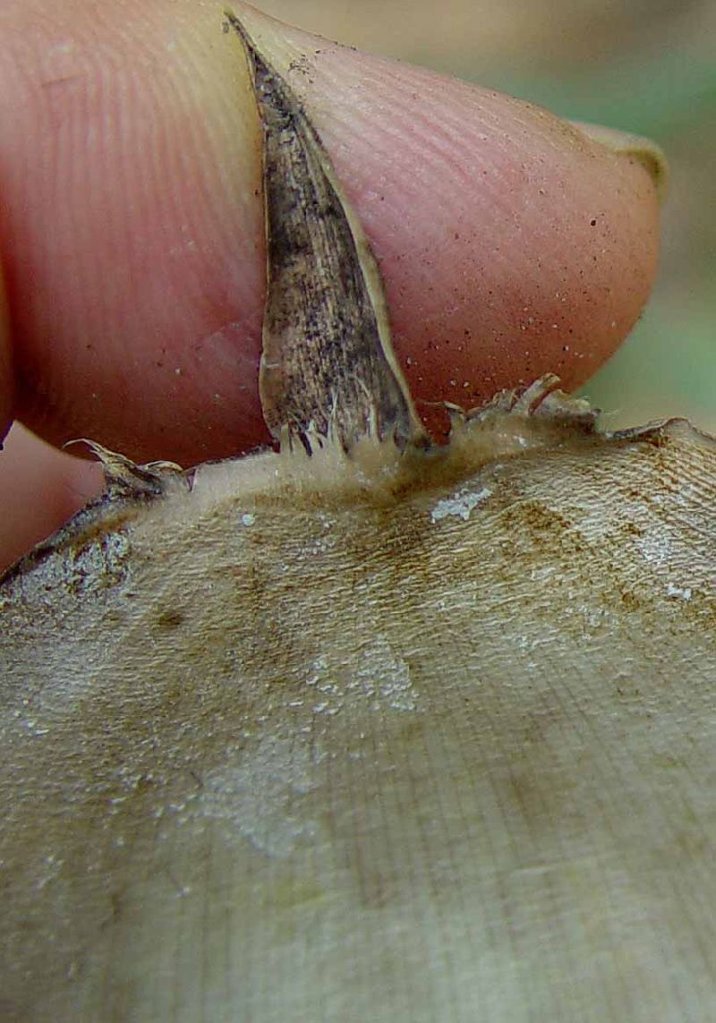 <i> Dendrocalamus minor</i> 'Amoenus'
