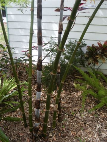 <i> Bambusa dissimulator</i> 