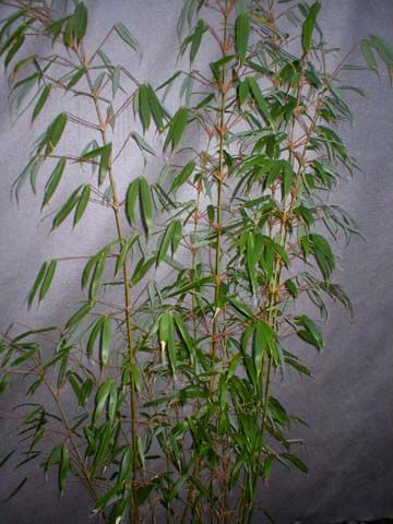 BambooWeb - Fargesia robusta 'Wolong' photos and Information pg1