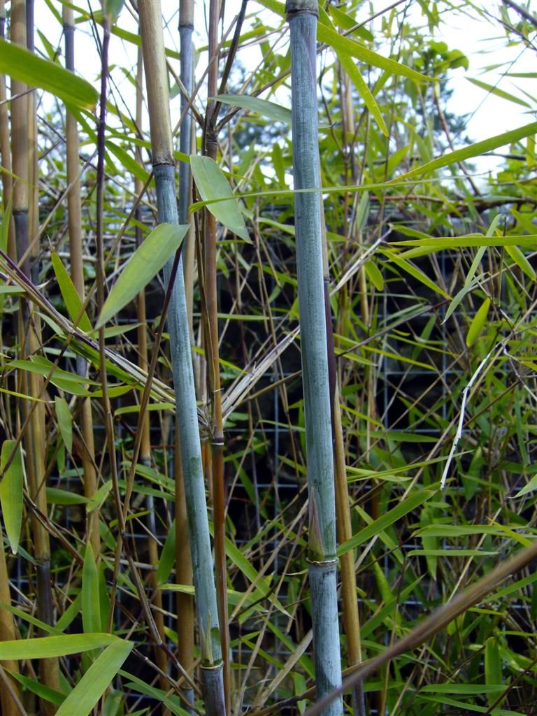 BambooWeb - Fargesia nitida 'Gansu 2' photos and Information pg6