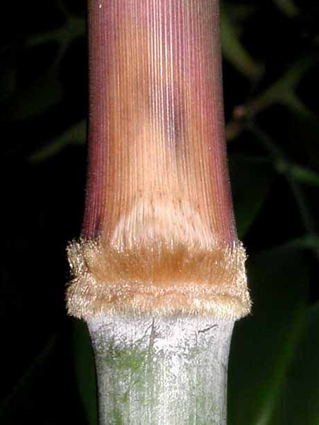 <i> Himalayacalamus fimbriatus</i> 