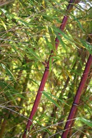 <i> Himalayacalamus planatus</i> 