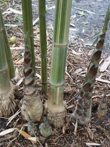 <i> Gigantochloa pseudoarundinacea</i> 