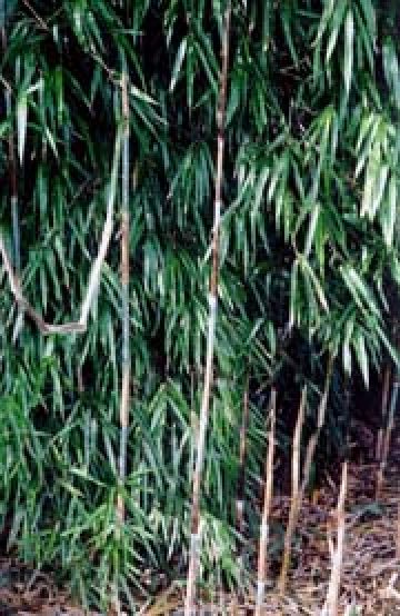 <i> Yushania maculata</i> 