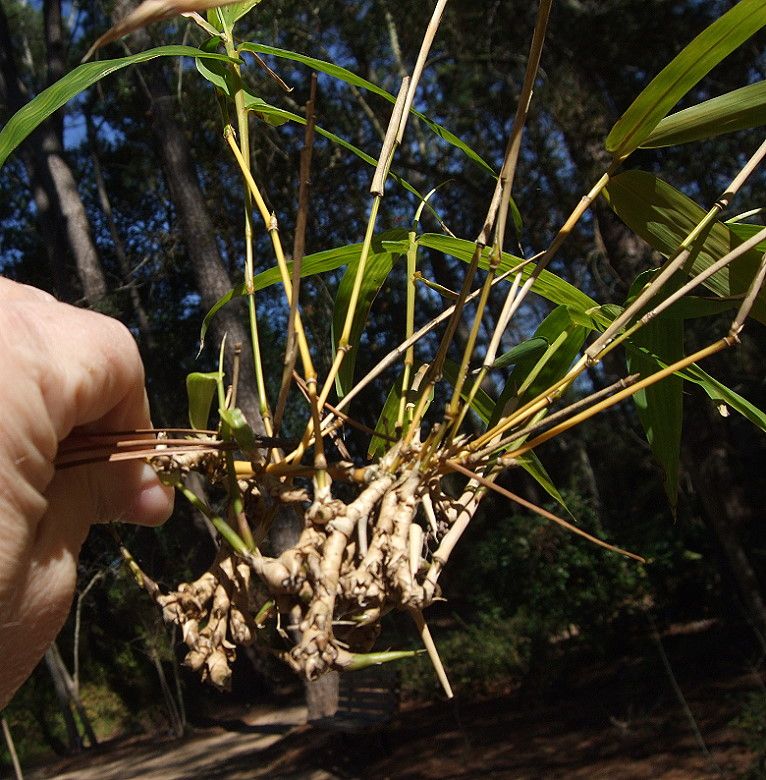 <i> Bambusa vulgaris</i> 'Vittata'