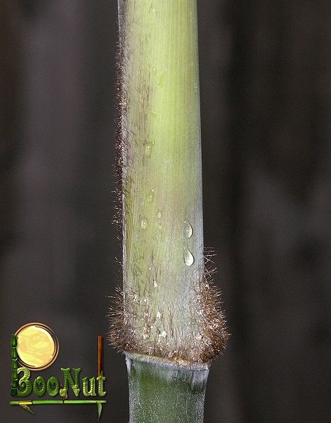 <i> Dendrocalamus hamiltonii</i> 