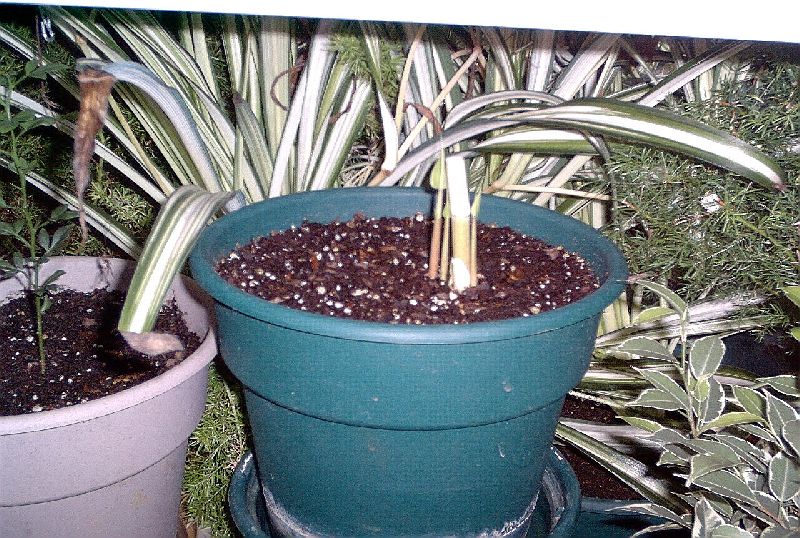 <i> Melocanna baccifera</i> 